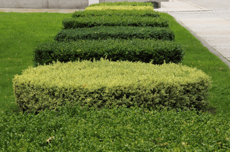 ClearCut Outdoor Services